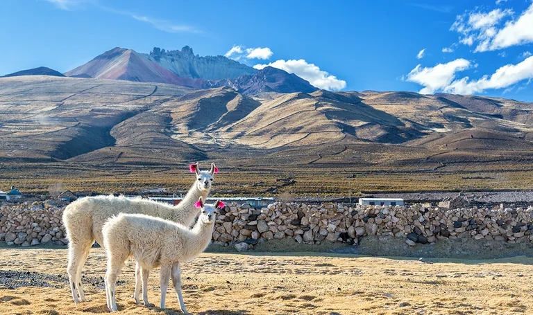 Peru, dobroćudne Ljame možete sresti tokom cijelog putovanja