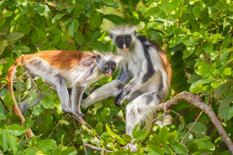 Crveni kolobus majmun u Jozani nacionalnom parku na Zanzibaru