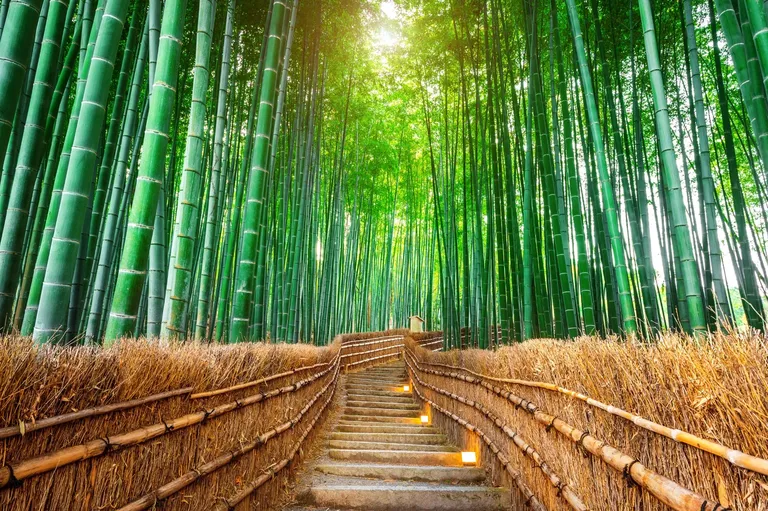 Bambusova šuma Arashiyama u Kyotu