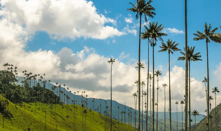 Kolumbija, Cocora Valley, voštana palma, tipična za gorske šume Anda