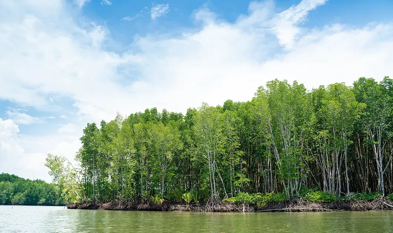 Vijetnam-stabla mangrove šumi