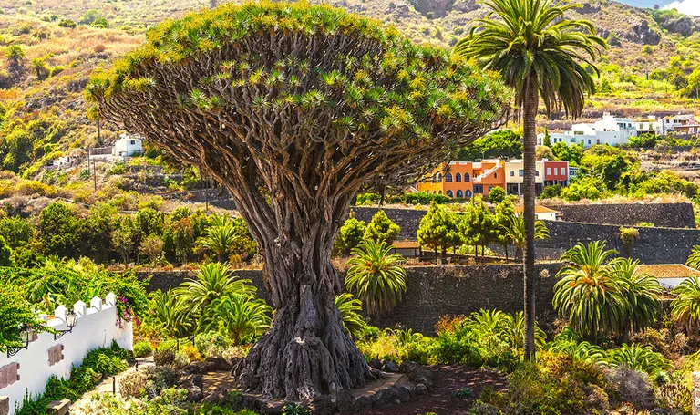 Tenerife, Icod de los Vinos – endemično drvo Millennial Drago