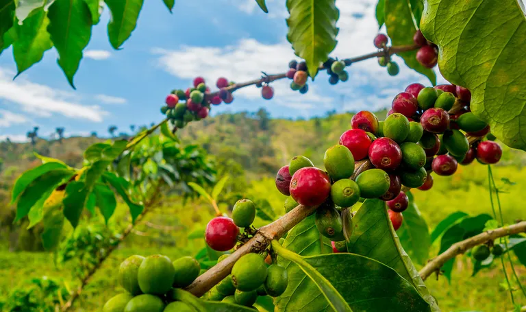 Kolumbija, Farma kave u Manizalesu