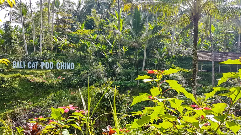 Bali – Plantaža kave na Baliju skrivena u džungli.