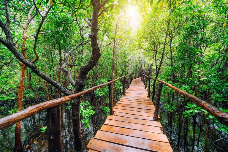 Jozani nacionalni park Zanzibar – tropska šuma i crveni kolobus majmuni