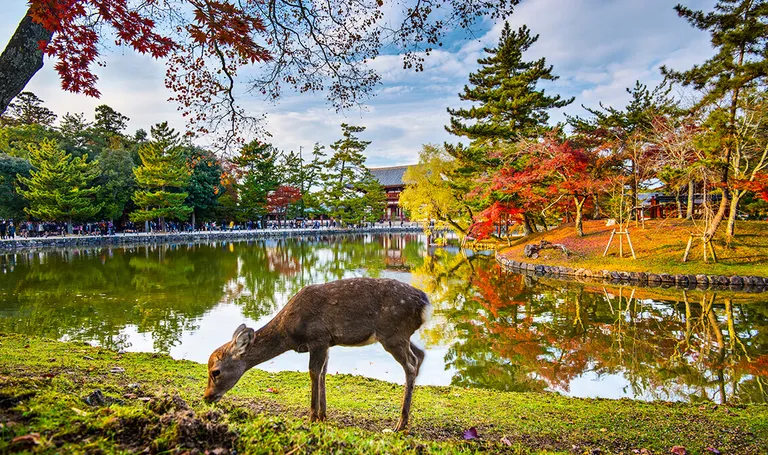 Japan, Nara park – ovdje živi nešto više od 1.000 jelena koji slobodno šetaju gradom