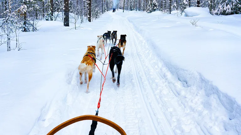 Finska, Laponija, Rovaniemi- vožnja saonicama koje vuku Huskiji