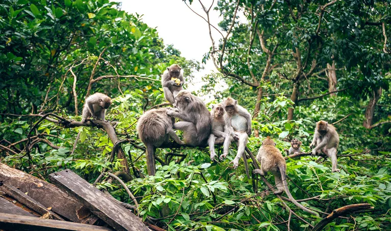 Bali, majmuni
