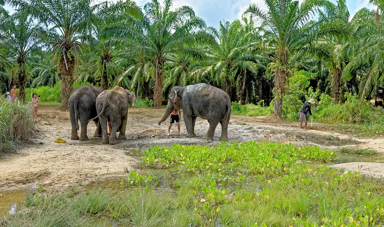 Tajland, Krabi utočište slonova, doživljaj za pamćenje