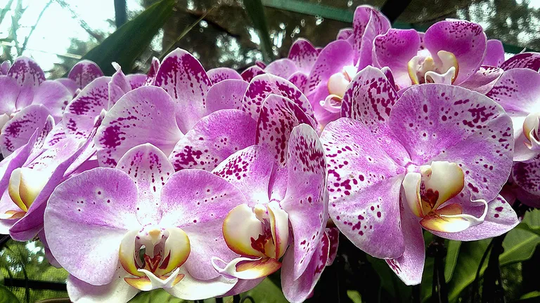Singapur, Botanički vrt u sklopu kojeg se nalazi fascinantan park sa preko 20.000 orhideja